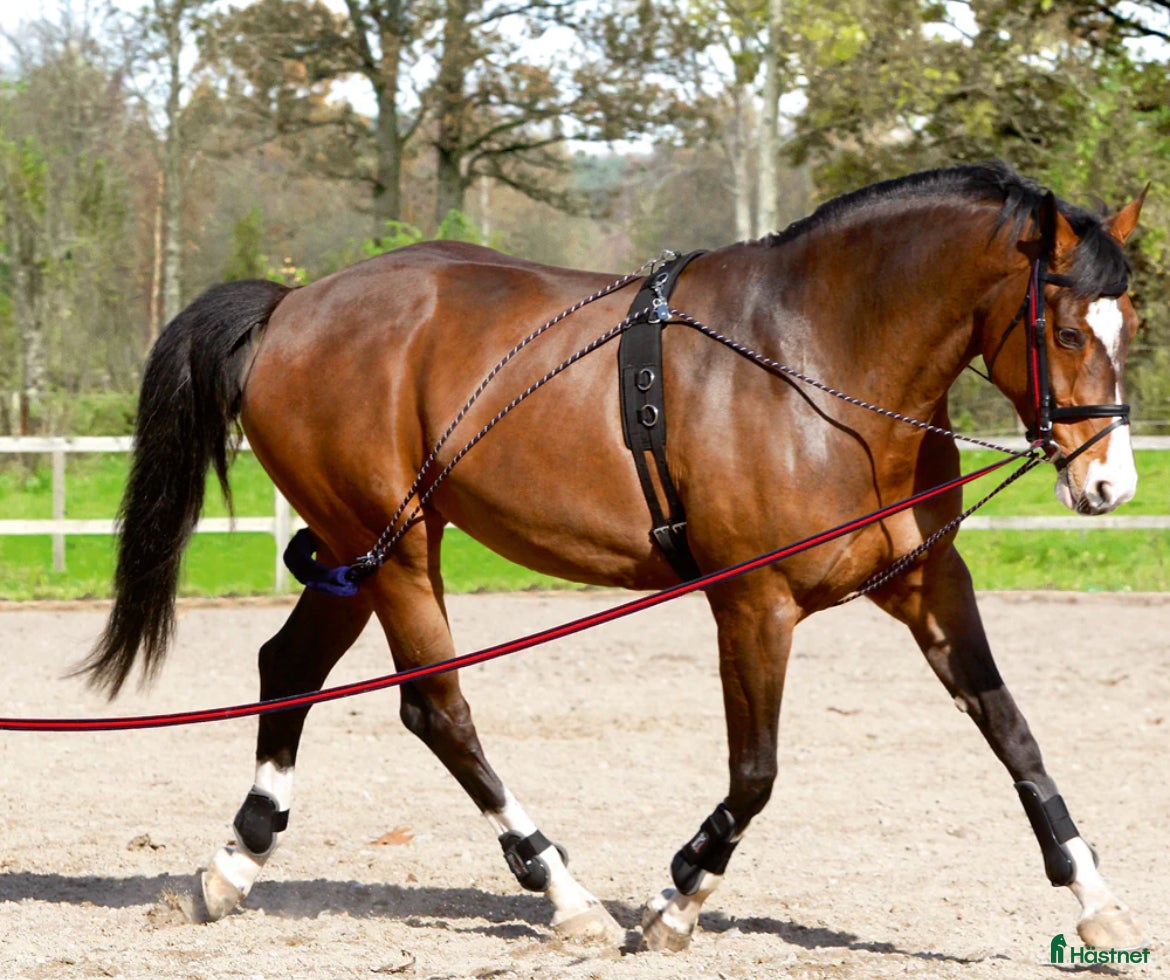 Övrig Hästutrustning hästutrustning till salu: Longeringshjälp  - Annons 10