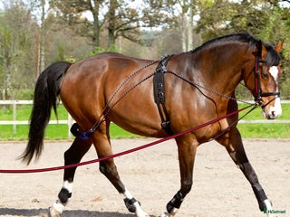 Övrig Hästutrustning hästutrustning till salu: Longeringshjälp - Annons 1