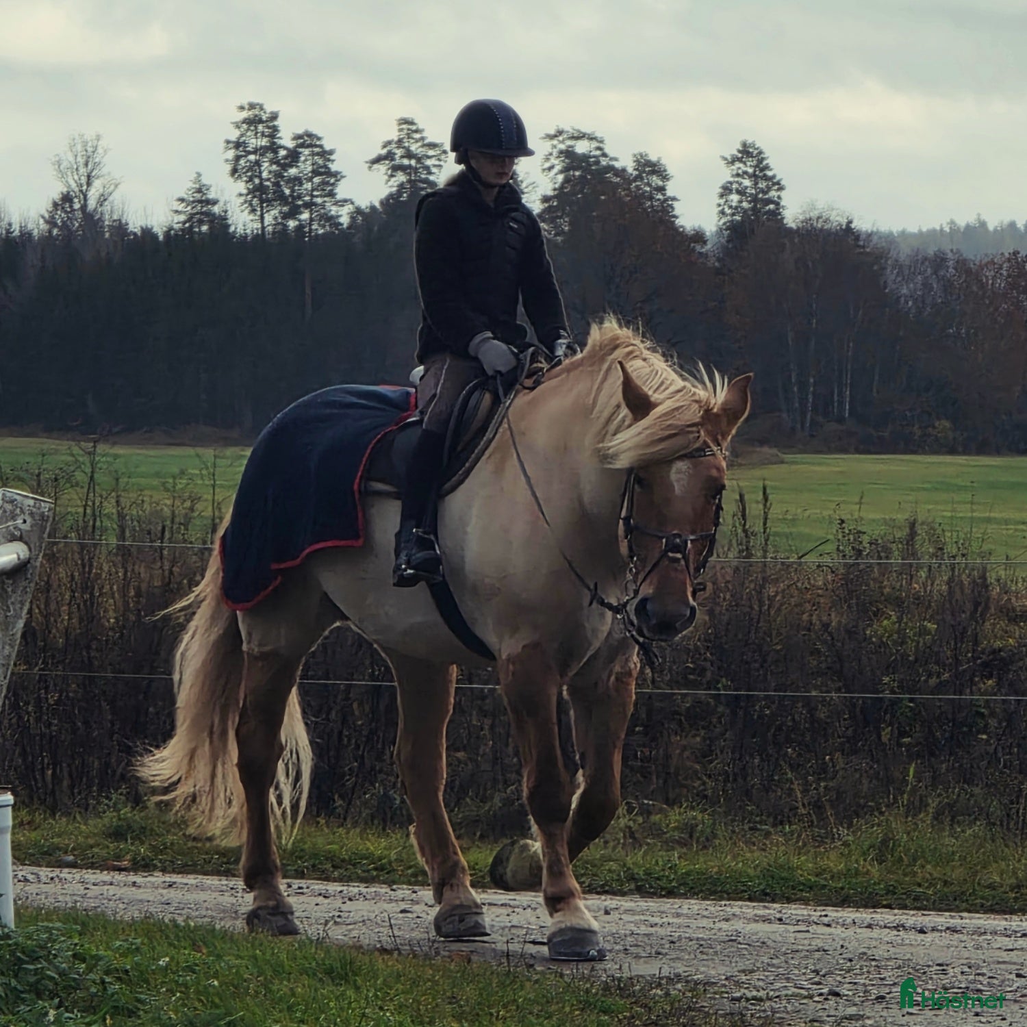 Övrigt hästar sökes: Söker  i Åkers Styckebruk - Annons 1