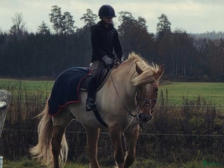 hästar Söker i Åkers Styckebruk - Annons 21