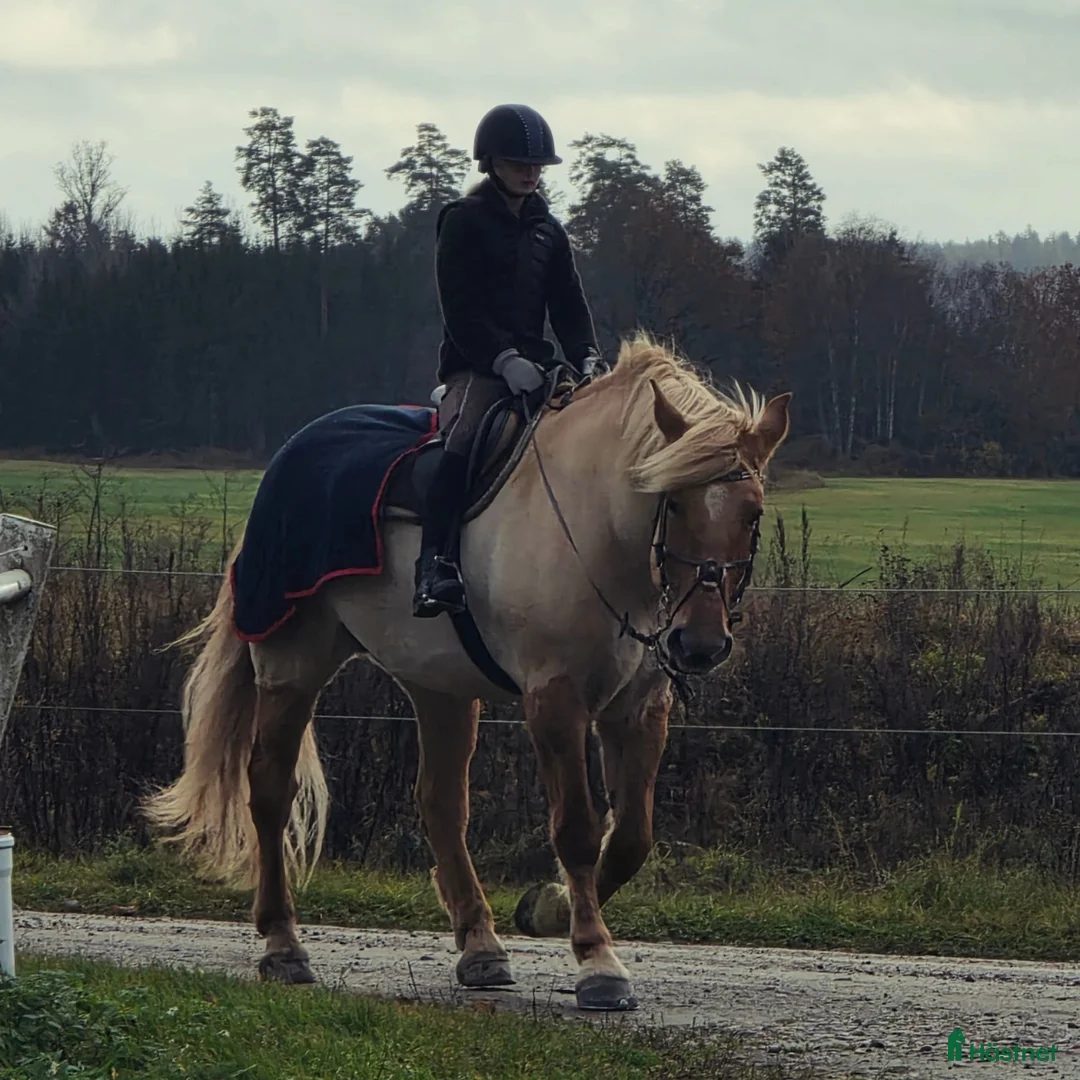Övrigt hästar sökes: Söker  i Åkers Styckebruk - Annons 1