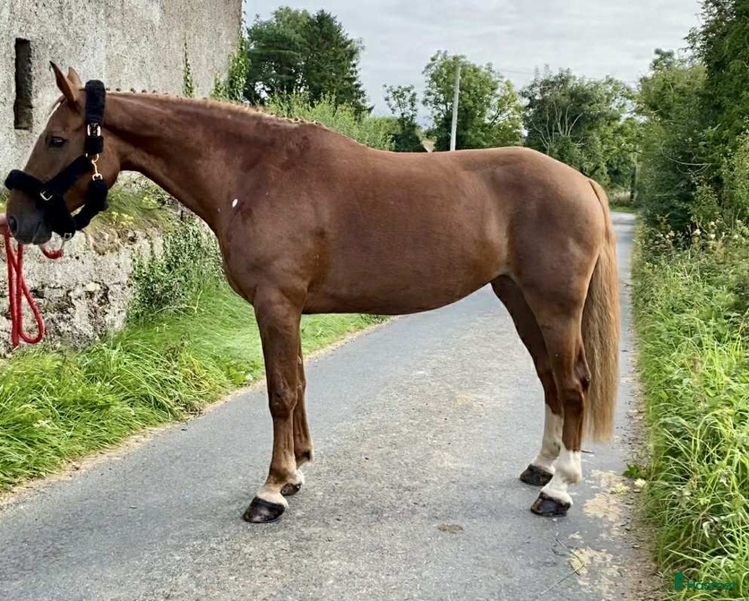 Allround hästar till salu: Solid allrounder 163cm i Ljungby - Annons 20