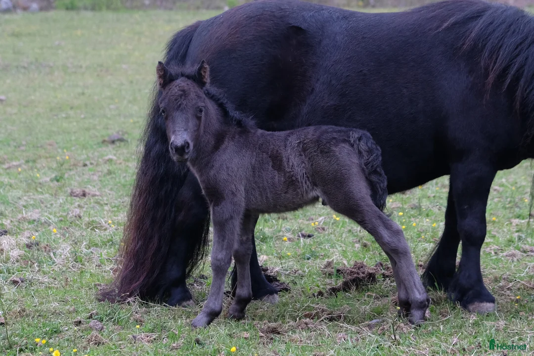 Övrigt hästar till salu: Pigg och trevlig unghingst - Annons 3