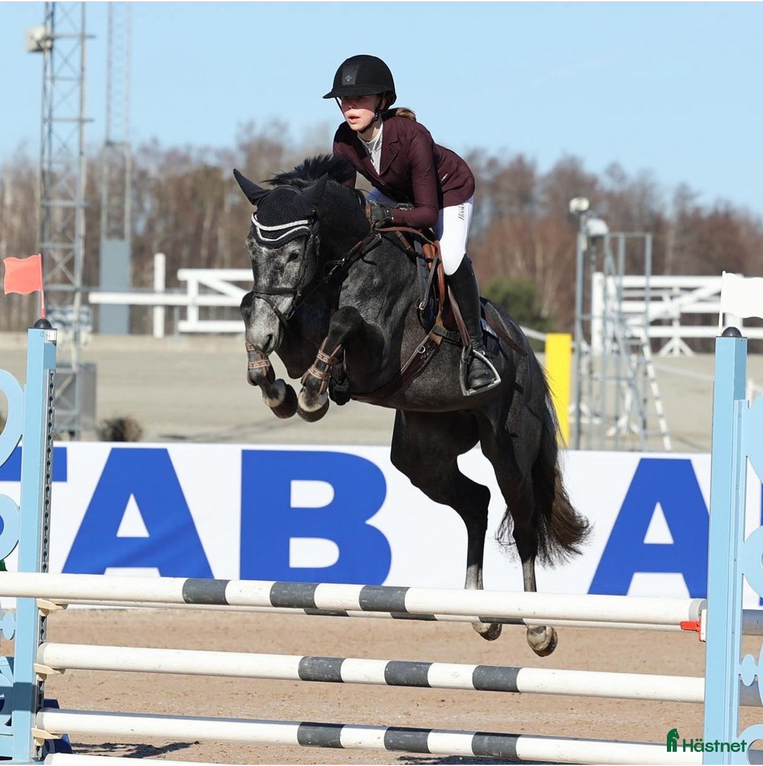 Hoppning hästar till salu: Kvalitetssto - Annons 4