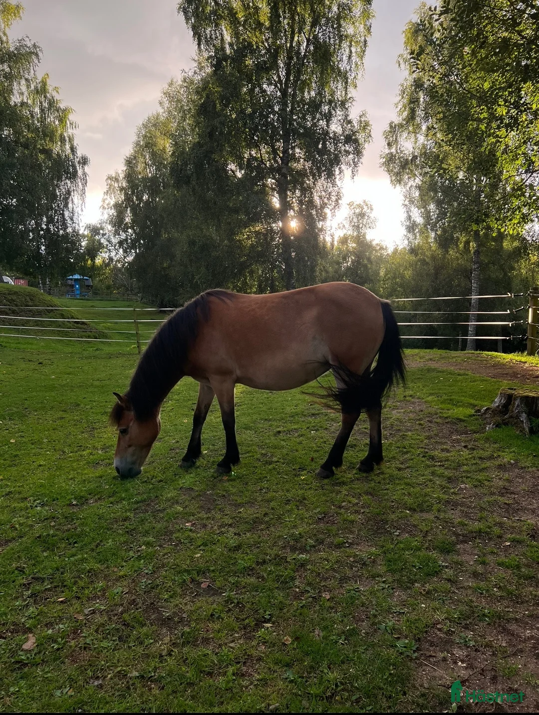 Allround hästar till salu: Barnvänligt gotlandsruss  - Annons 2