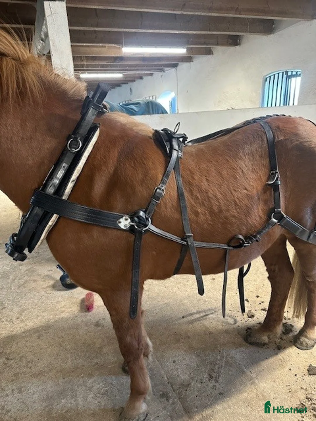 Körselar körning till salu: Loksele, Baksele, Tömmar o FRAKT, jätte fin! - Annons 1