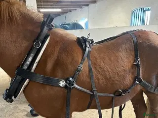 Körselar körning till salu: Loksele, Baksele, Tömmar o FRAKT, jätte fin! - Annons 1