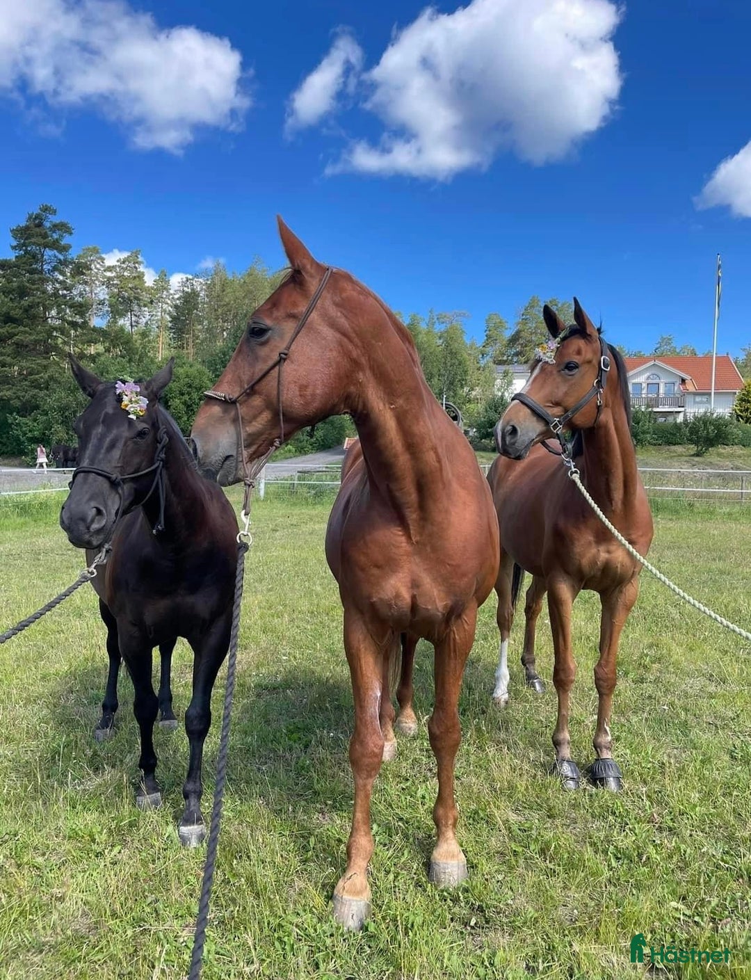  stallplats finnes: Lösdrift nära Södertälje  i Järna - Annons 3