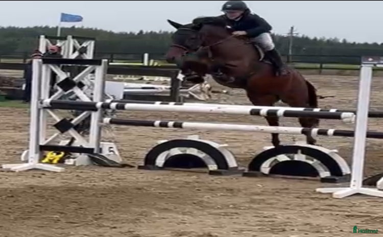  hästar i Stockholm - Annons 16