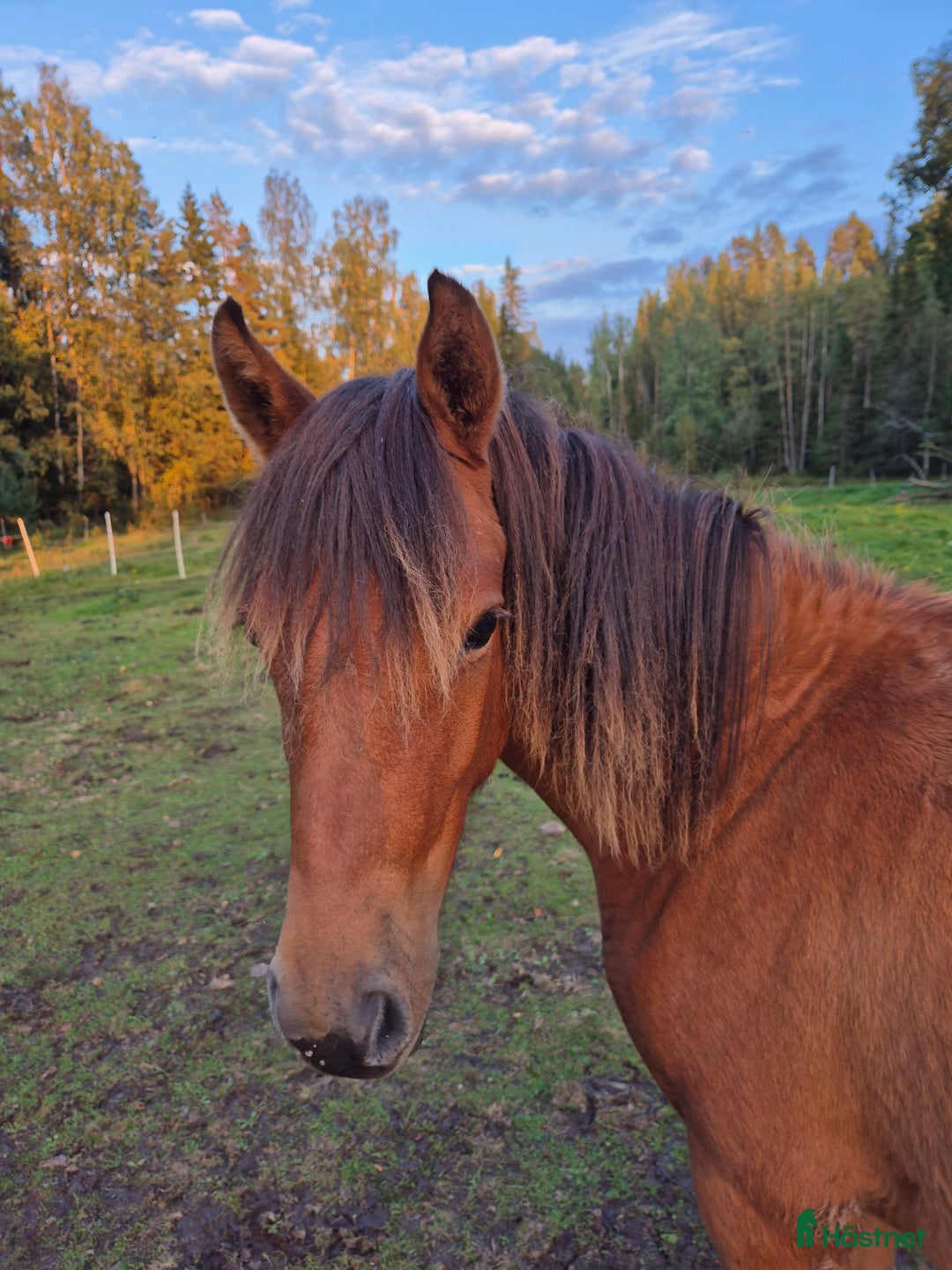 Övrigt hästar till salu: Trevligt ungponnysto snart 2 år i Nälden - Annons 3