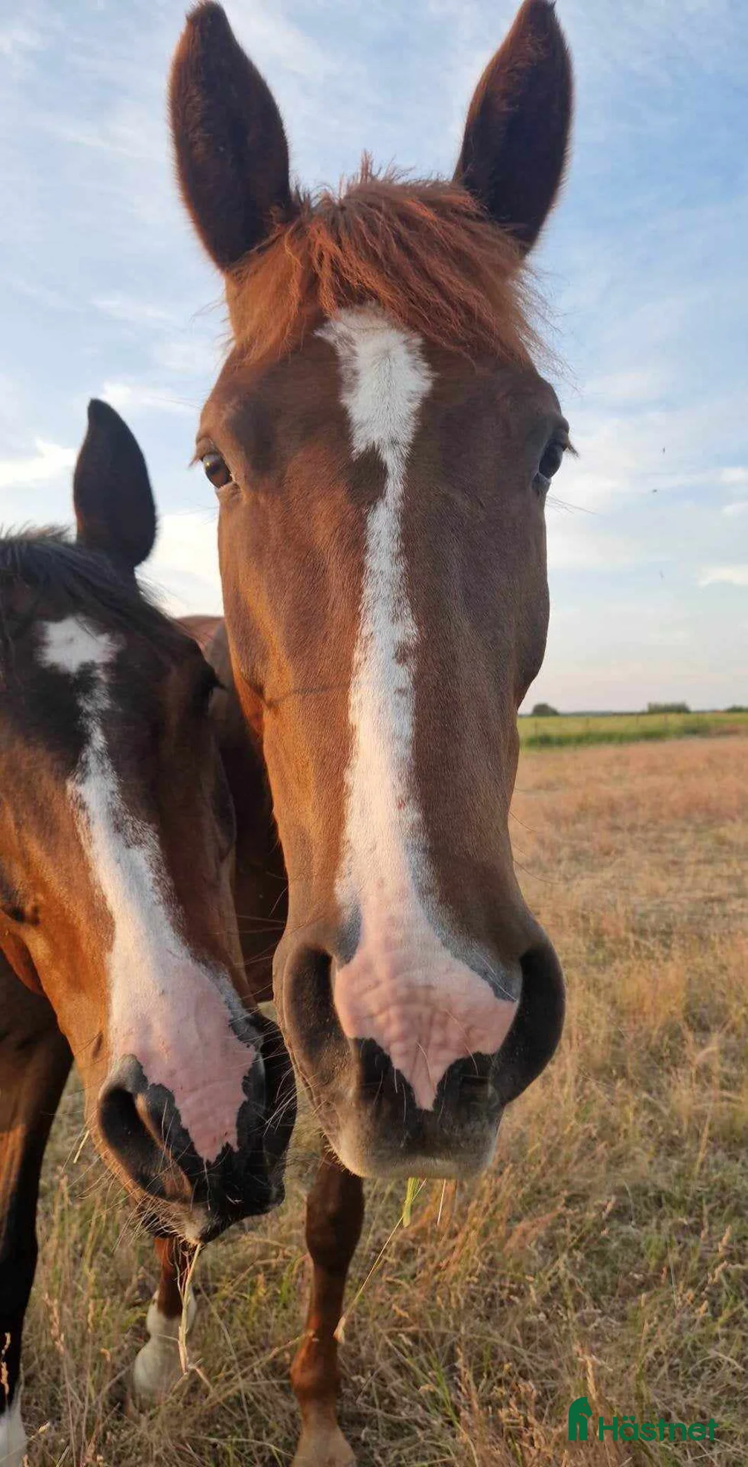  hästservice finnes: Lektioner med lånad häst. - Annons 1