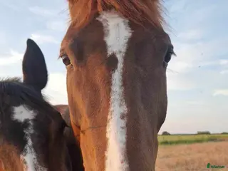 hästservice Lektioner med lånad häst. - Annons 3