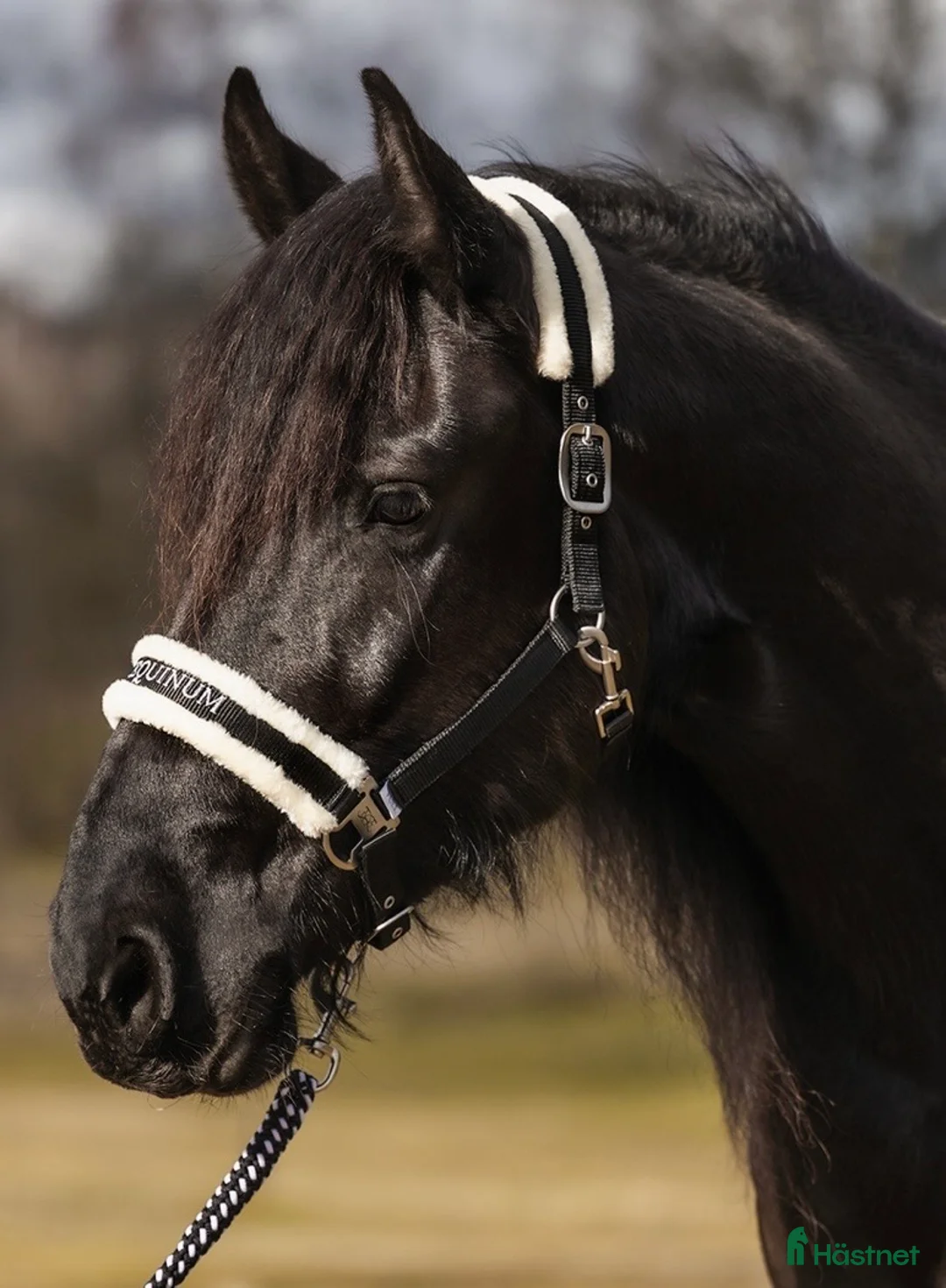 Övrig Hästutrustning hästutrustning till salu: 2 grimmor+grimskaft i Malmö - Annons 2