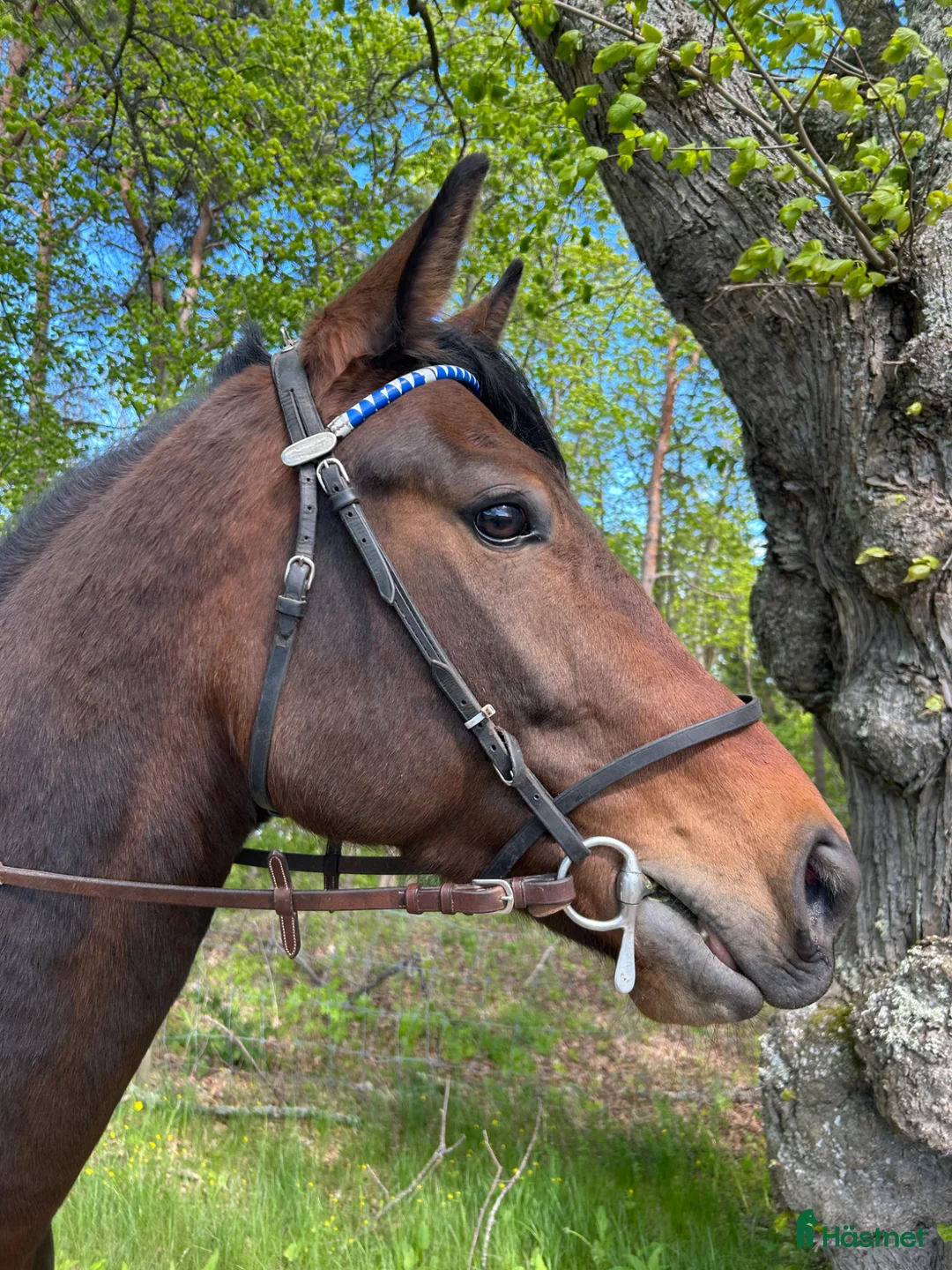 Allround hästar till salu: Ridtravare  - Annons 1