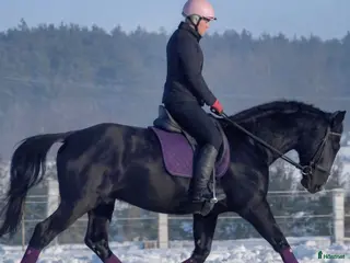 hästar New Fantastic Silesian - perfect mover - Annons 15