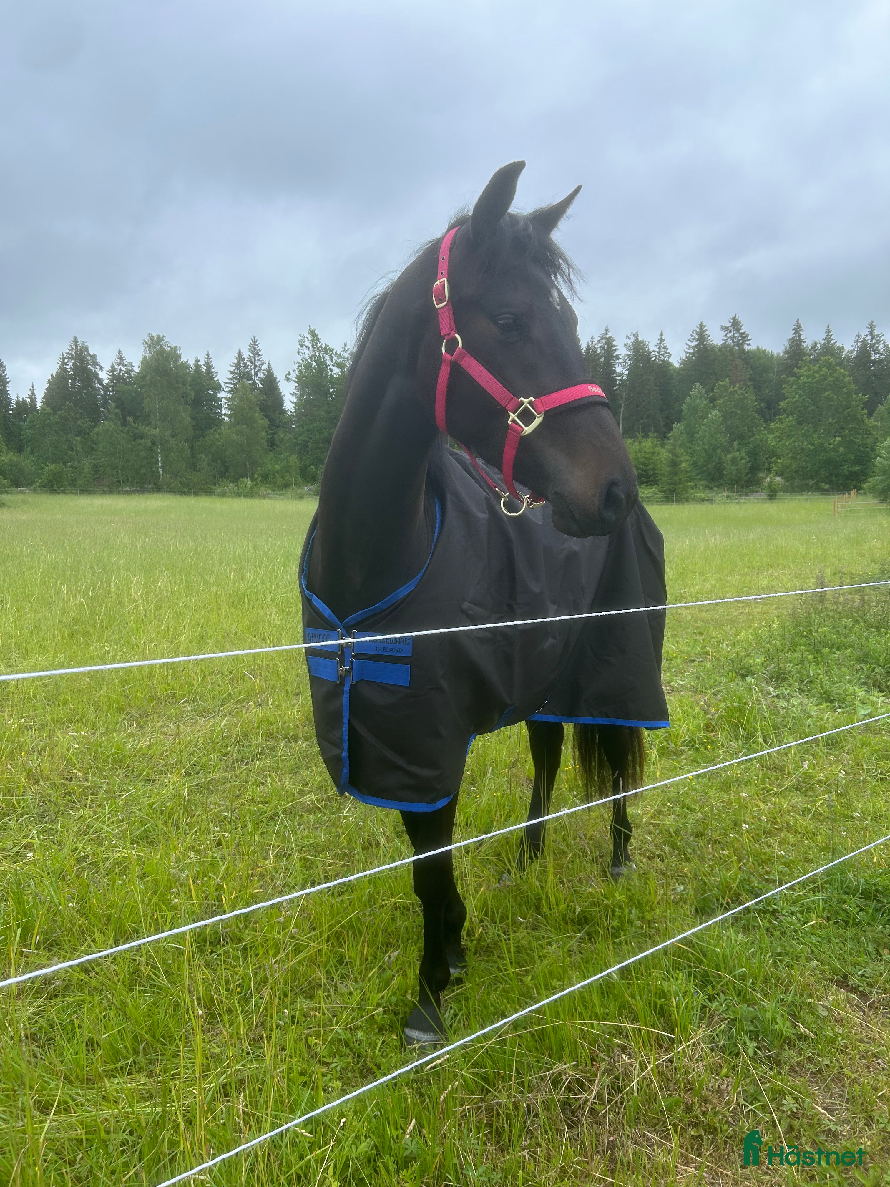  hästar Superfin 3årig SWB valack  i Knutby - Annons 18