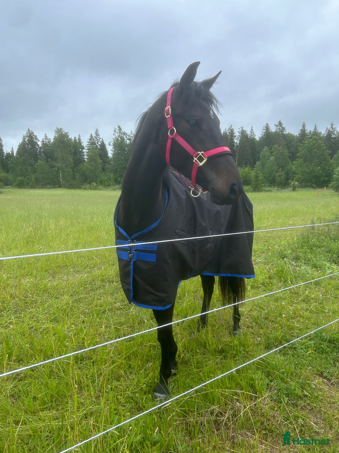 Hoppning hästar till salu: Superfin 3årig SWB valack  i Knutby - Annons 1