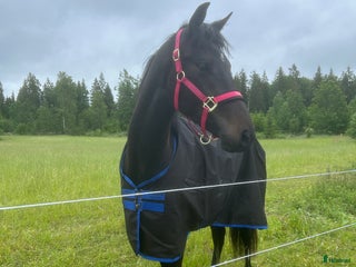 hästar Superfin 3årig SWB valack i Knutby - Annons 18