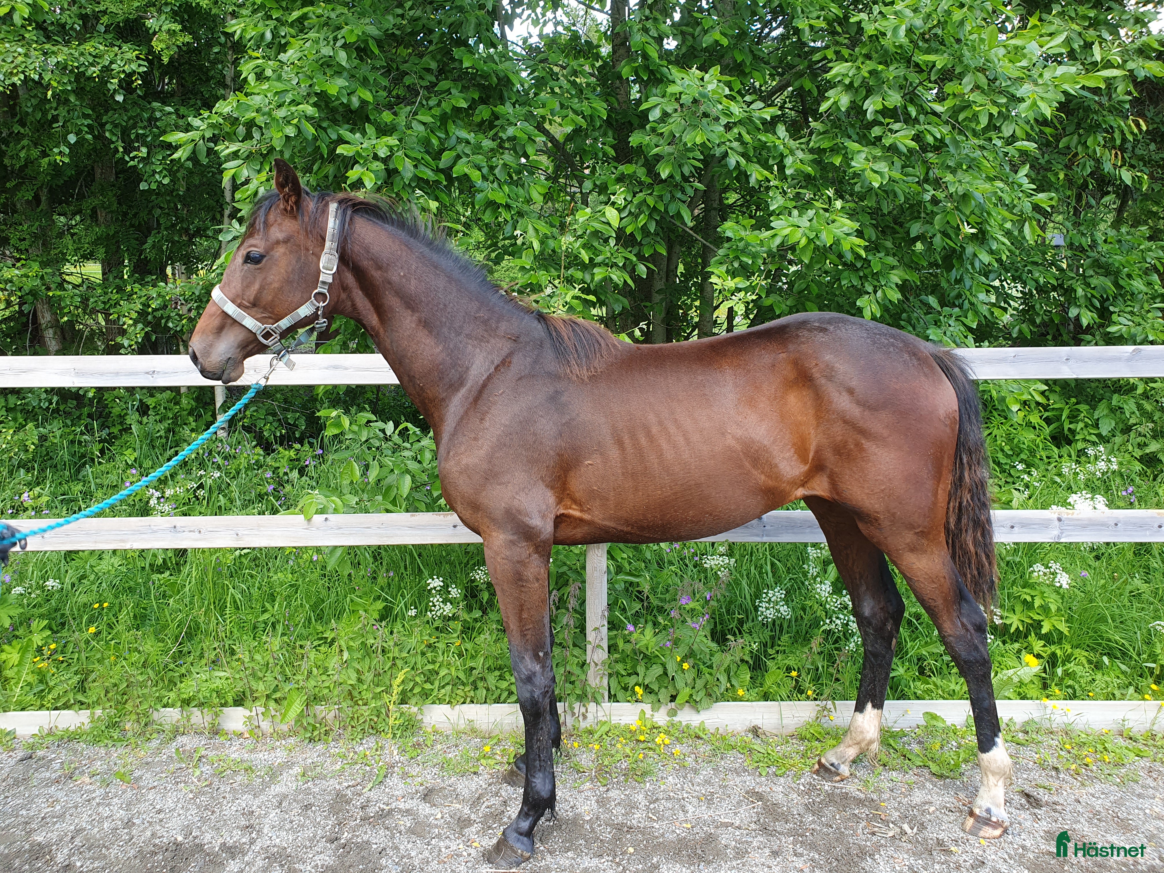  hästar Ettåring för dressyr med trevlig mekanik i Aspås - Annons 1
