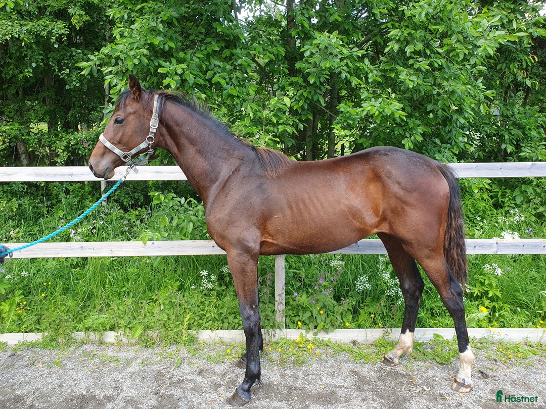 Dressyr hästar till salu: Ettåring för dressyr med trevlig mekanik i Aspås - Annons 1