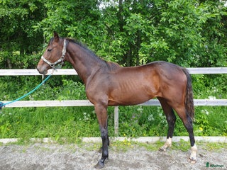 hästar Ettåring för dressyr med trevlig mekanik i Aspås - Annons 12