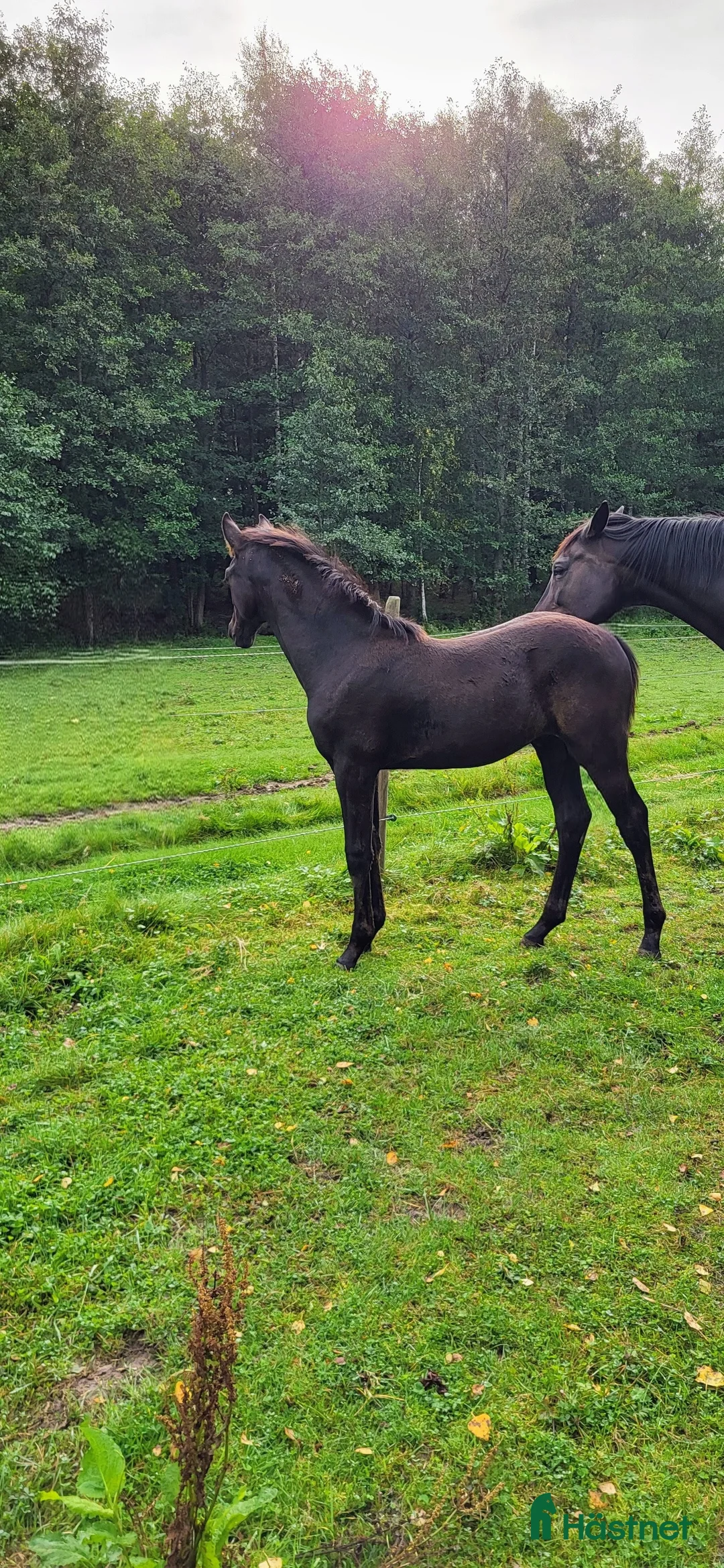 Hoppning hästar till salu: Vackert hingstföl efter Mr Vain  - Annons 6