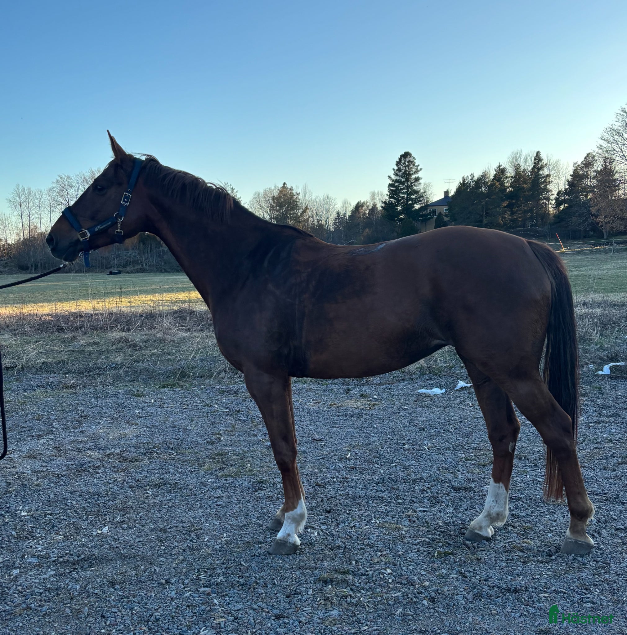  hästar Lovande framtidshäst - Annons 1