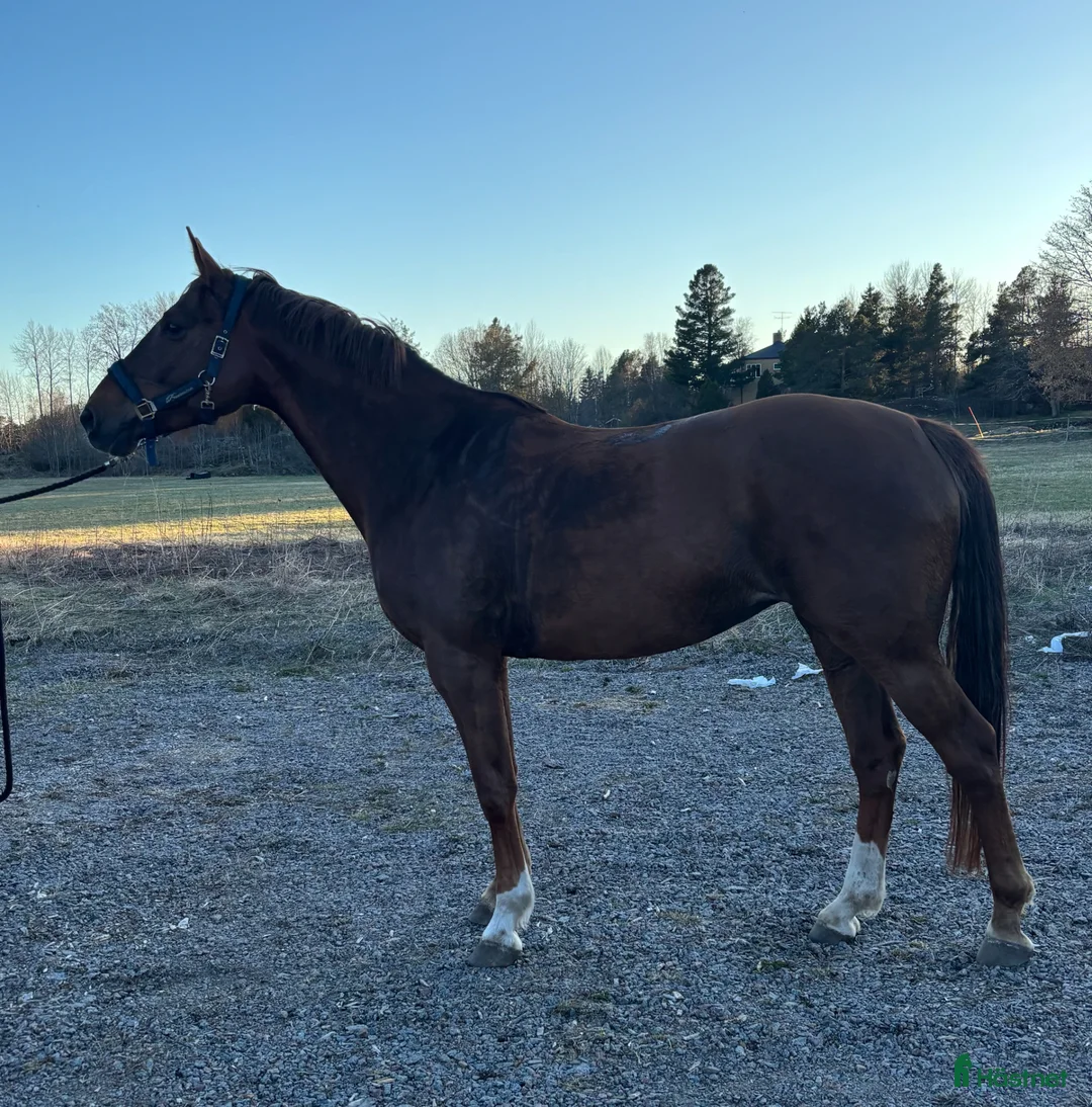 Fälttävlan hästar till salu: Lovande framtidshäst - Annons 1