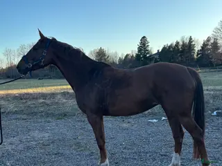 hästar Lovande framtidshäst - Annons 2