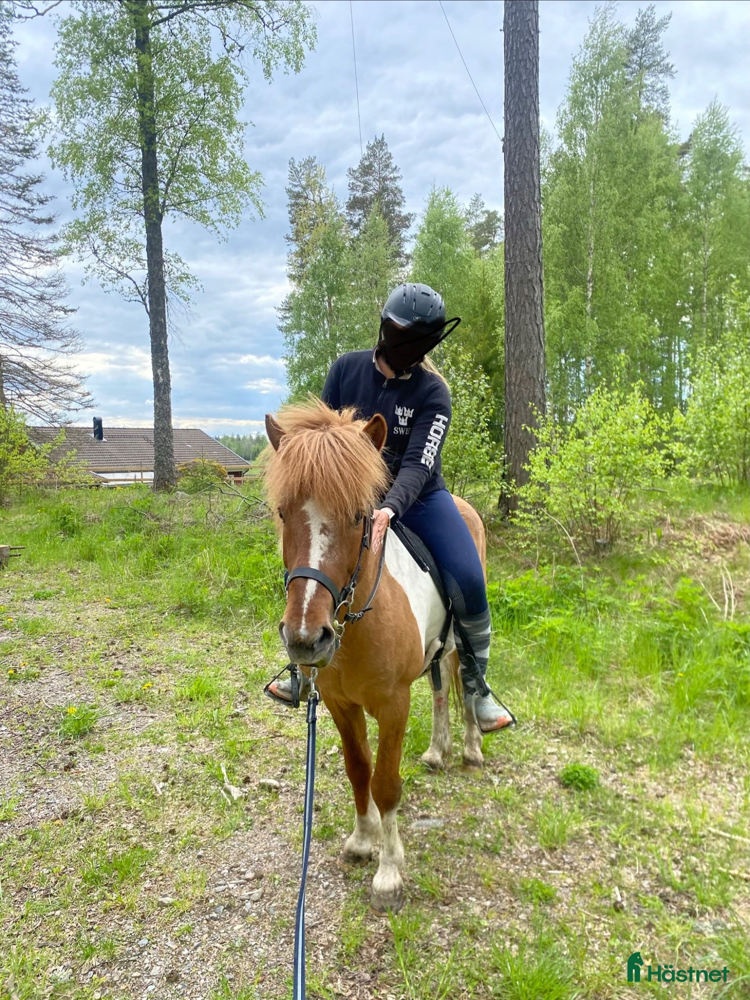  hästar Supersnäll valack - Annons 6