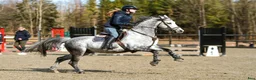 Hoppning hästar till salu: Flott sprangponni med stor kapasitet selges! - Annons 6