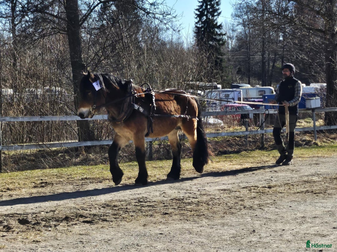 Allround hästar till salu: Snäll valack, till ridning i Närkesberg - Annons 2