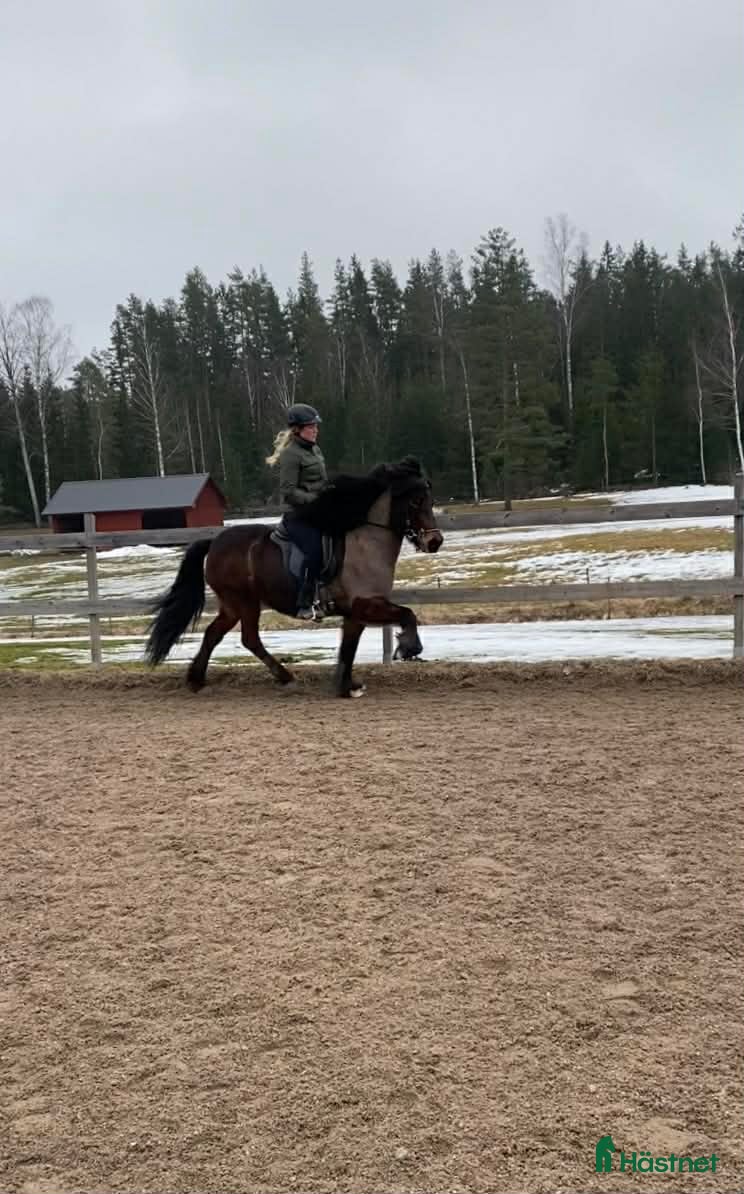  hästar Lyxig ridhäst - Annons 6