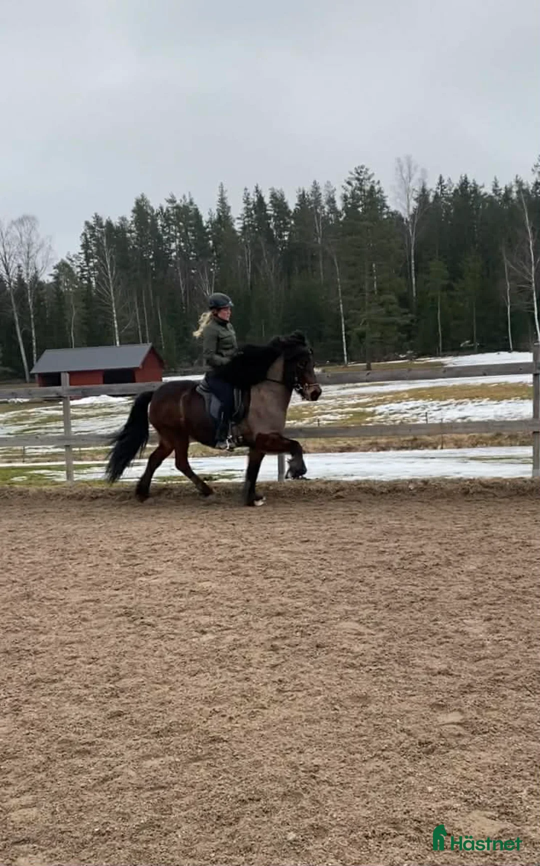 Island hästar till salu: Lyxig ridhäst i Norberg - Annons 1