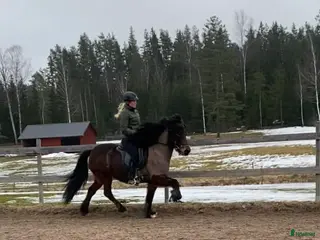 hästar Lyxig ridhäst - Annons 6