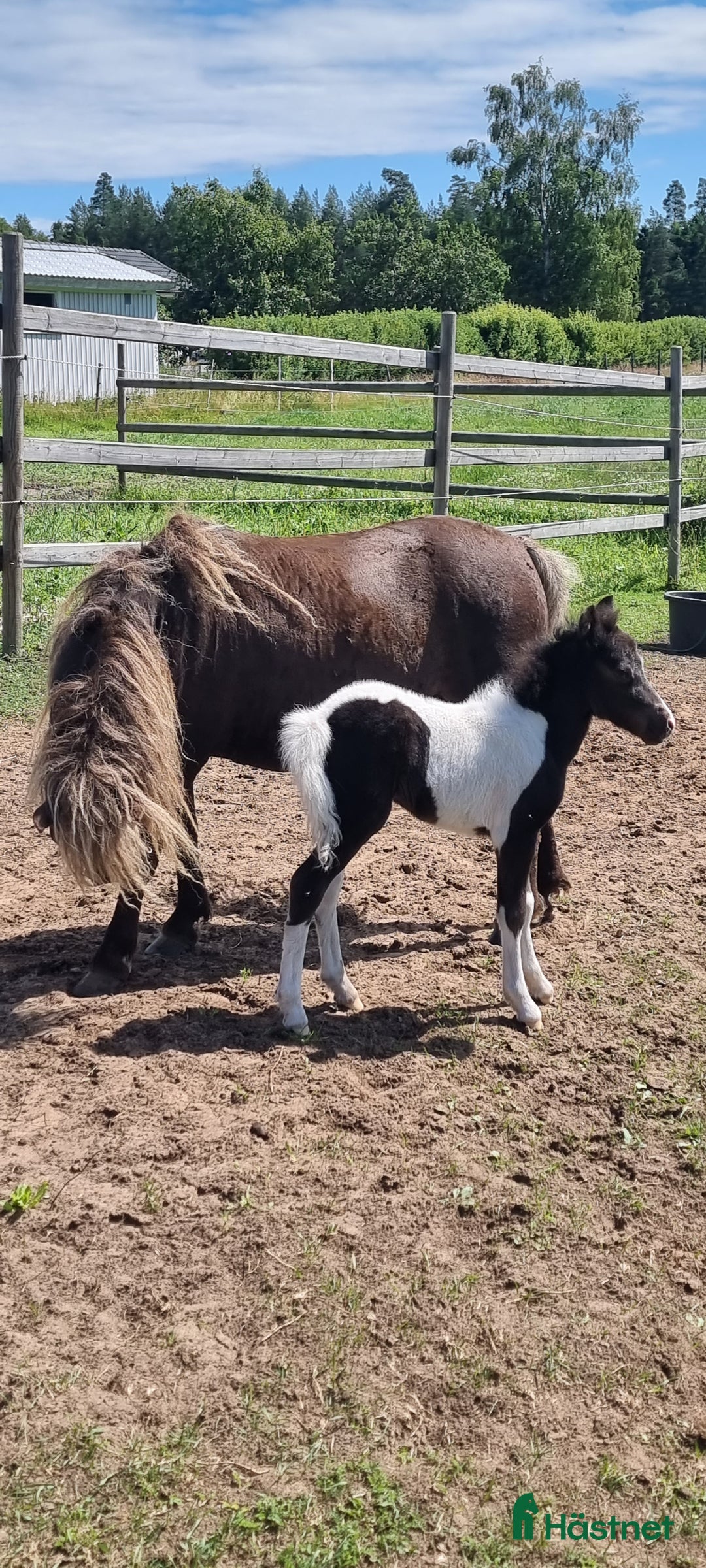Allround hästar till salu: Underbar mini american föl. i Skara - Annons 11