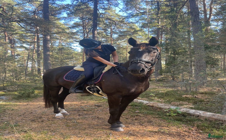  medryttarhäst sökes i Stockholm - Annons 16