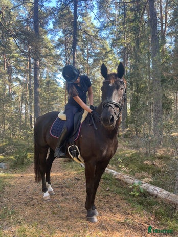 medryttarhäst sökes i Stockholm - Annons 16