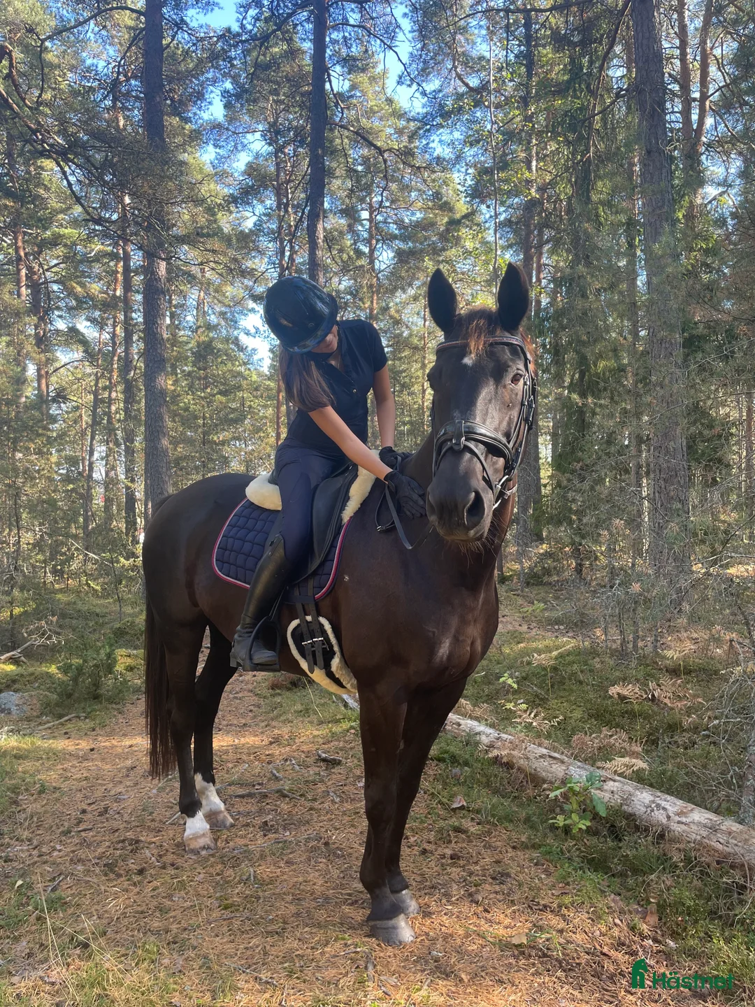  medryttarhäst sökes: Medryttare finnes 🐴🌟 - Annons 1