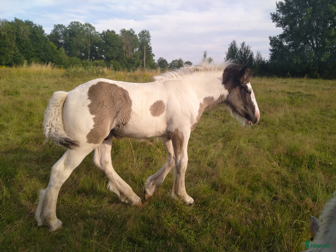 Allround hästar till salu: Flera goa gossar - Annons 3