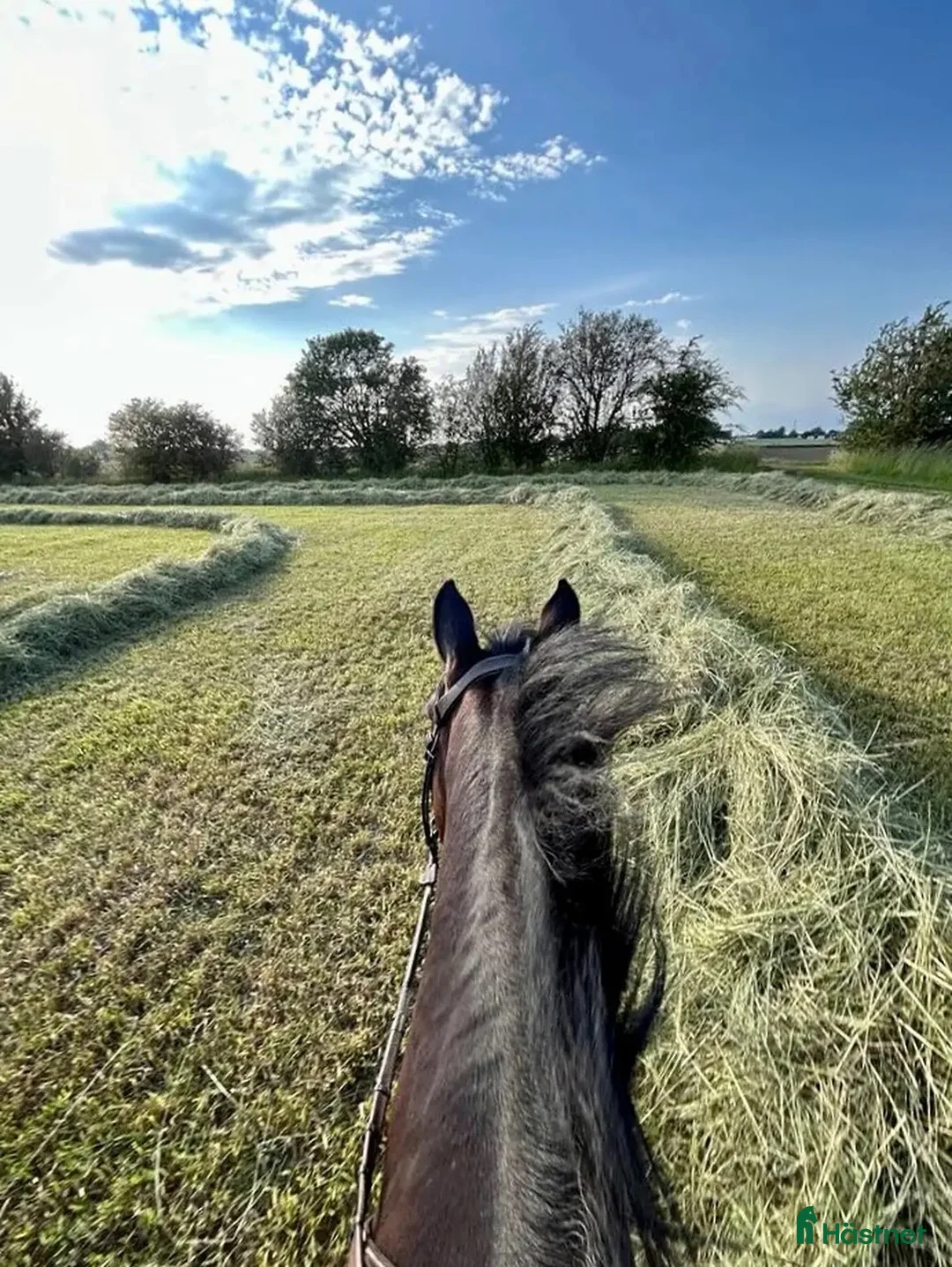  stallplats finnes: Vi har tre boxplatser lediga from 1 mars😊 i Vellinge - Annons 13