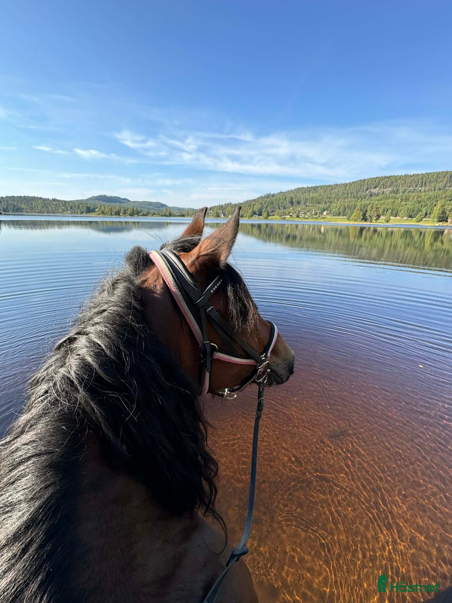  hästar Kallblodssto  - Annons 1