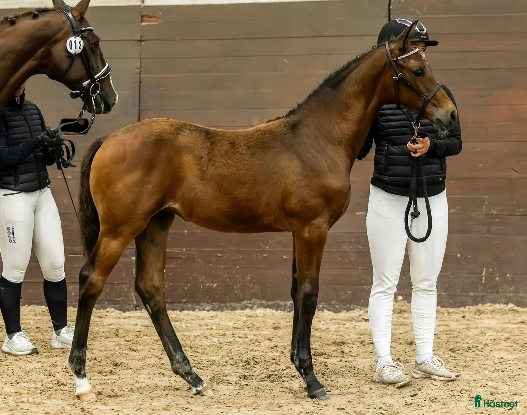 Dressyr hästar till salu: Fölchampionatdeltagare e. Bruksprovsvinnare 💫 i Eskilstuna - Annons 5