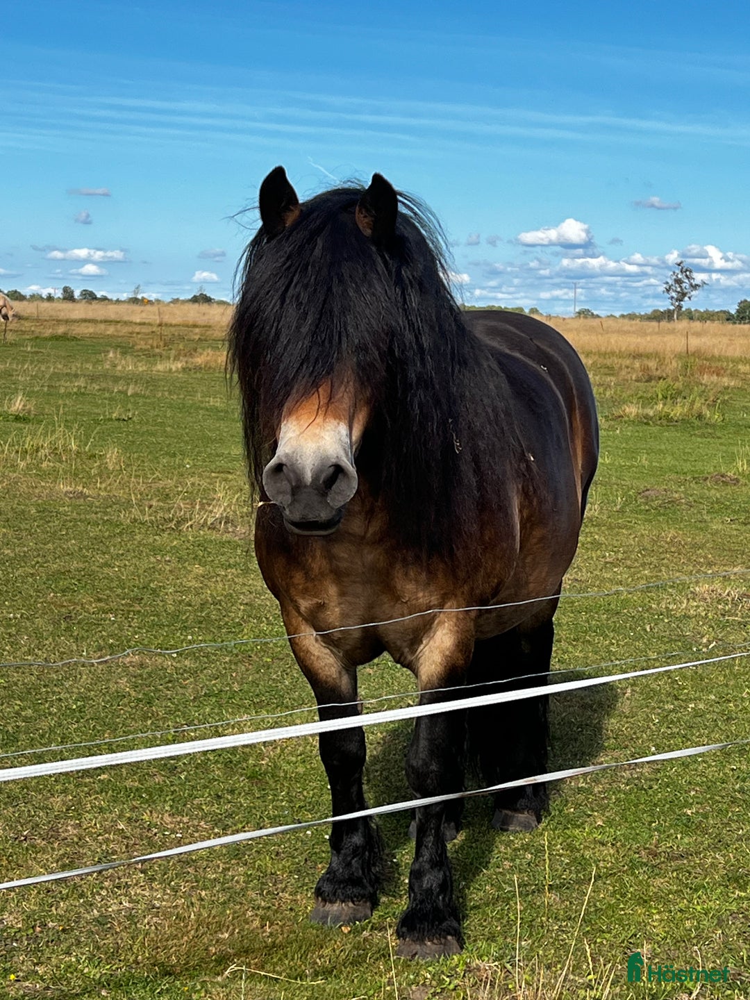  medryttarhäst finnes: Medryttare sökes i Laholm - Annons 1