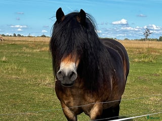 medryttarhäst finnes: Medryttare sökes i Laholm - Annons 1