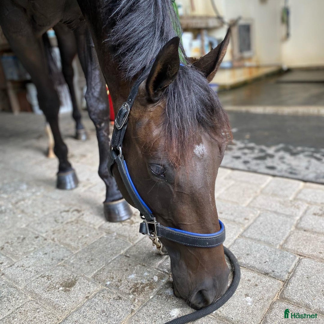 Utställning hästar till salu: Möt vår charmiga ponny i Valencia - Annons 2