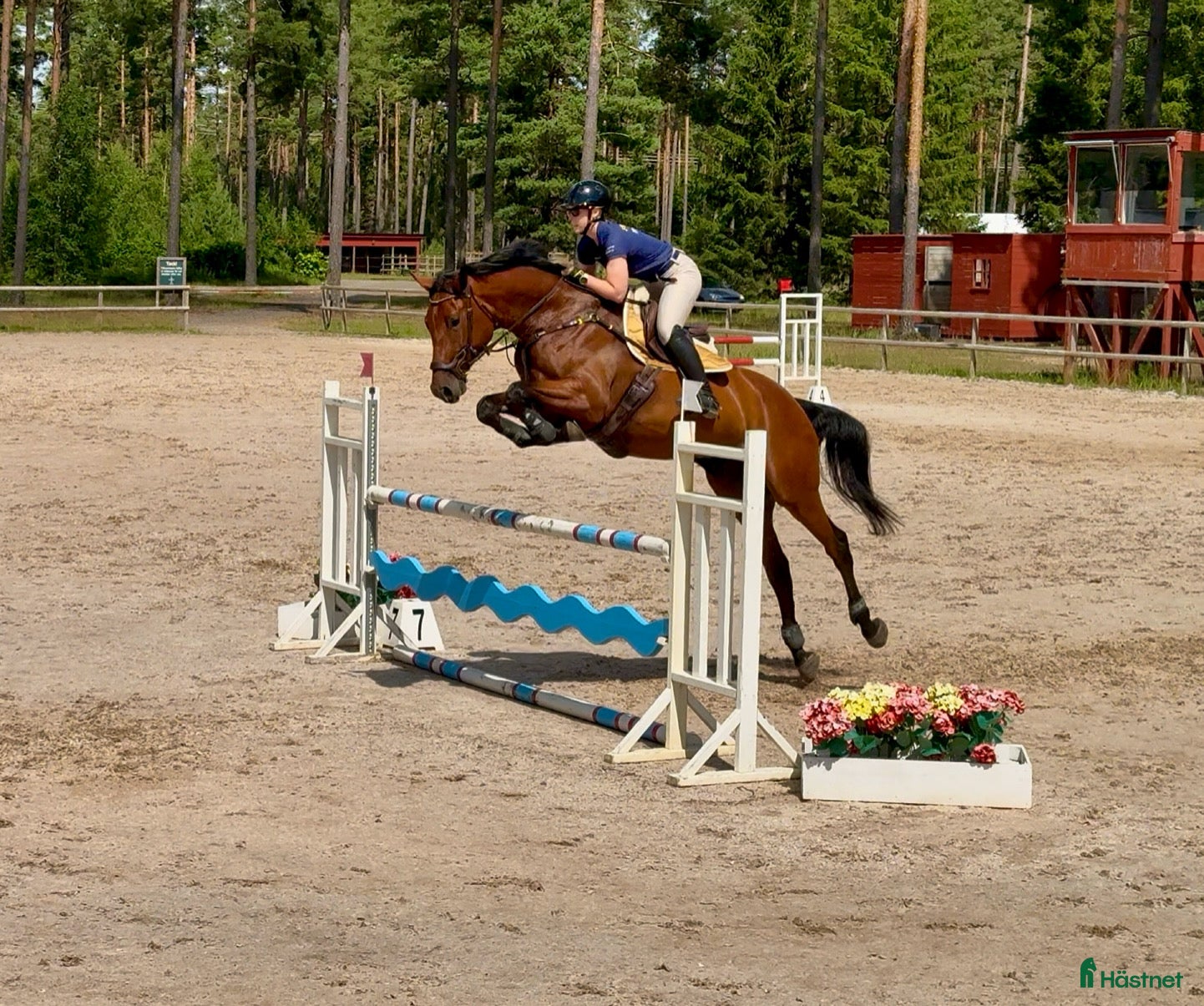  hästar FYND 6 årigt sto - Annons 13