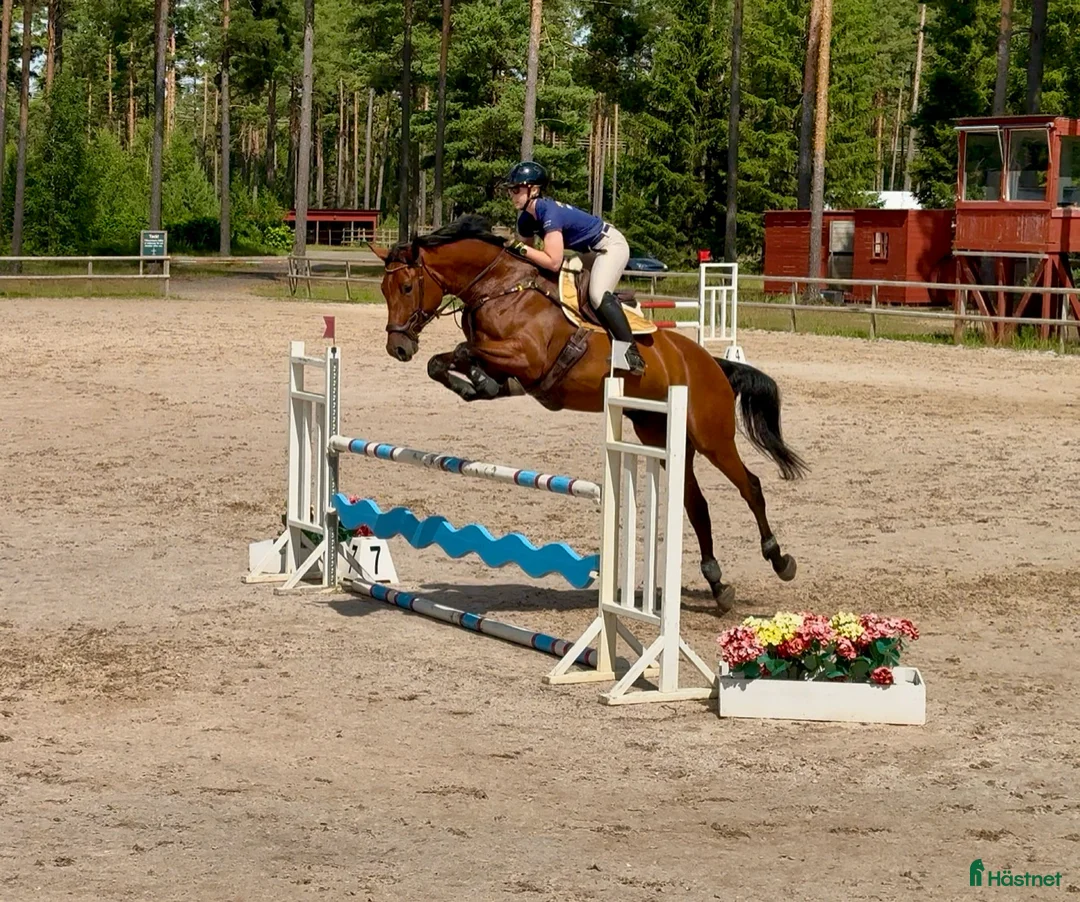 Hoppning hästar till salu: FYND 6 årigt sto i Sjuntorp - Annons 1
