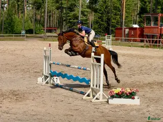 hästar FYND 6 årigt sto - Annons 12