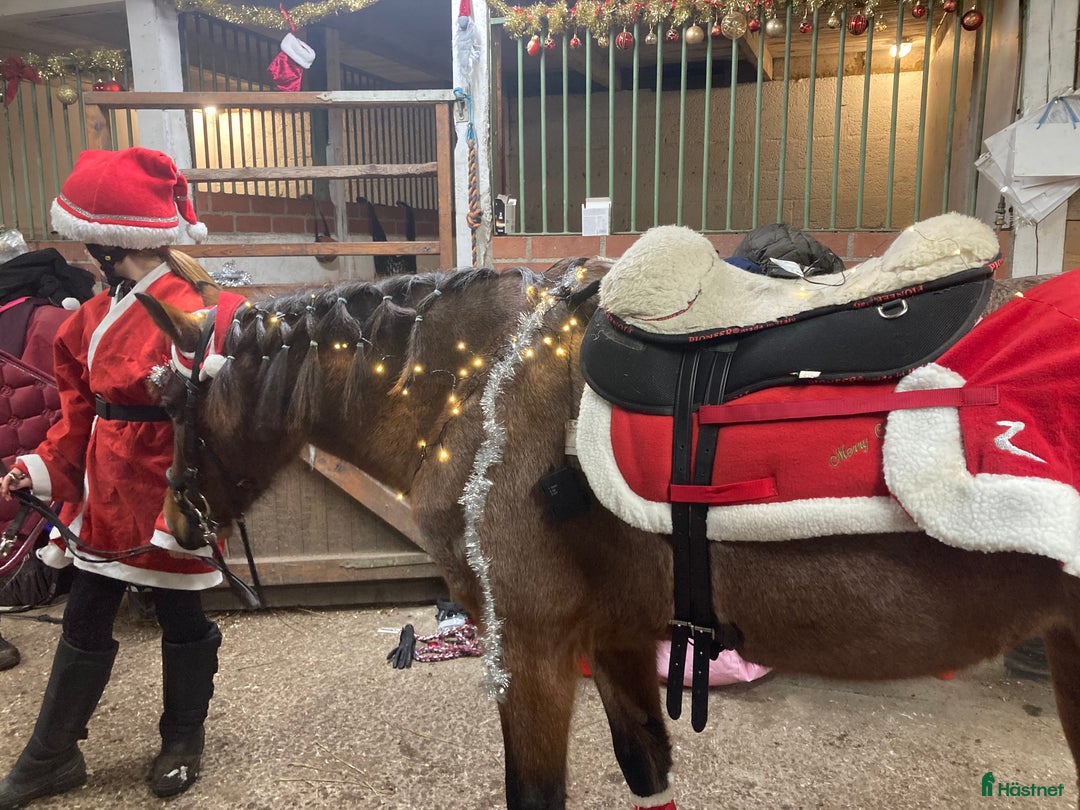 Allround hästar till salu: Trygg bästa vän! i Åkersberga - Annons 8